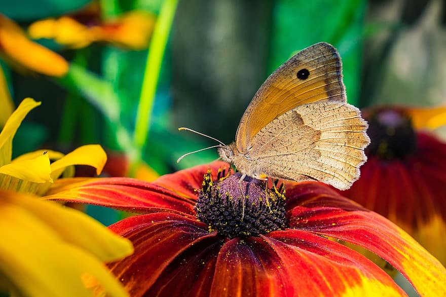 Butterfly, Insect, Flower, Meadow Brown, Animal, Rudbekia, Coneflower, Bloom, Blossom, Flowering Plant, Ornamental Plant