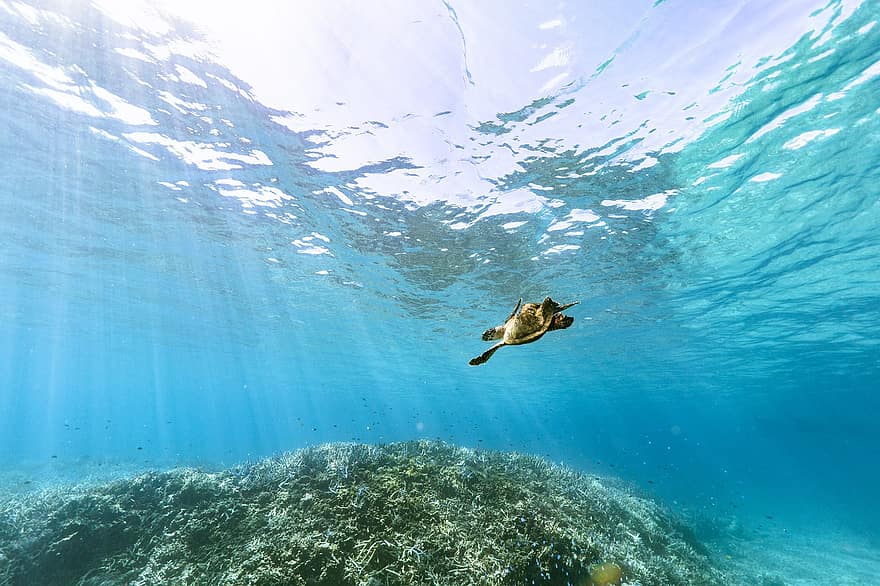 tartaruga-de-pente, embaixo da agua, Mar Subtropical, tartaruga, Okinawa