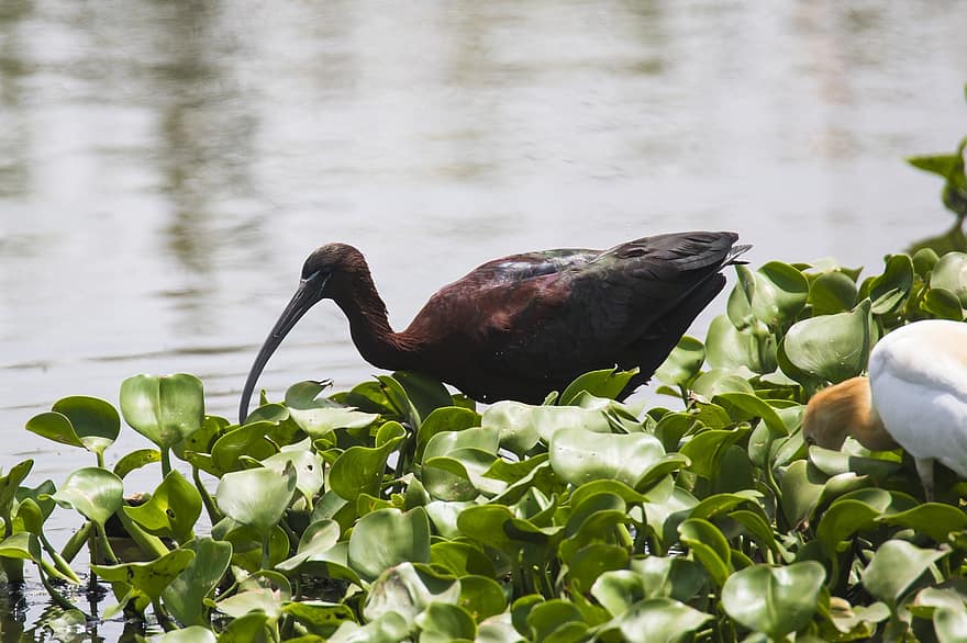 lintu, kiiltävä ibis, järvi, ibis, höyhenpeite, pitkä lasku, laskuttaa, värikäs, kahlaaja, eläimistö