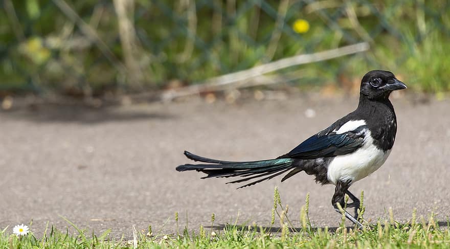 Bird, Magpie, Grass, Black, White, Nature, Livestock, Birds Feather, Standing, Agriculture, Crow
