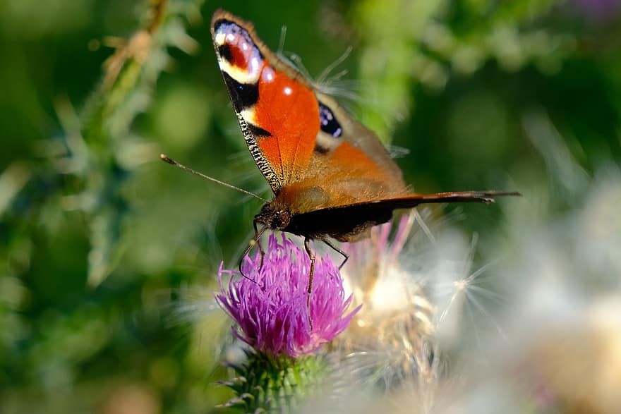 borboleta, flor, polinizar, polinização, inseto, inseto com asas, Asas de borboleta, Flor, flora, fauna, natureza