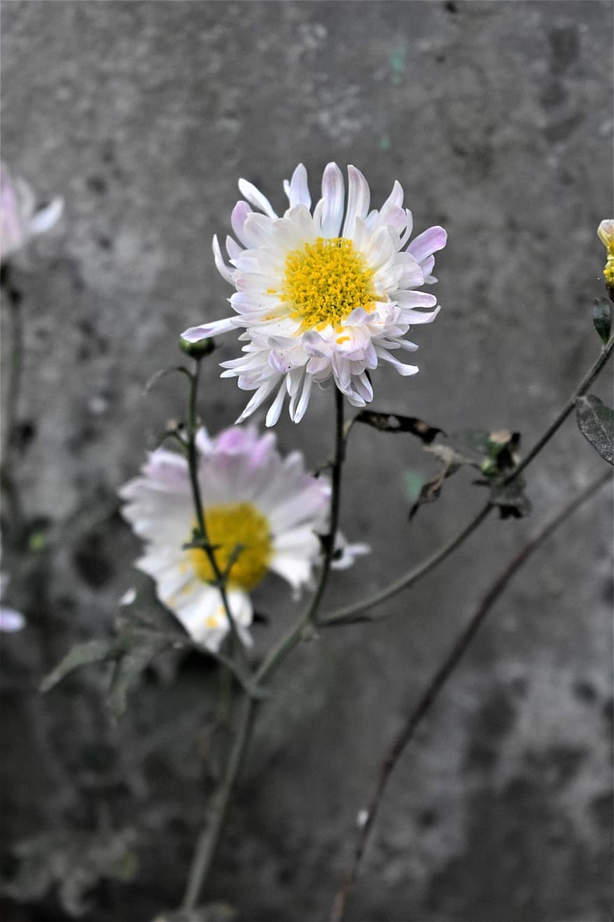 daisy, blommor, vita blommor, kronblad, vita kronblad, blomma, flora, växter