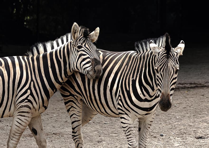Zebras, Streifen, Säugetier, Tier