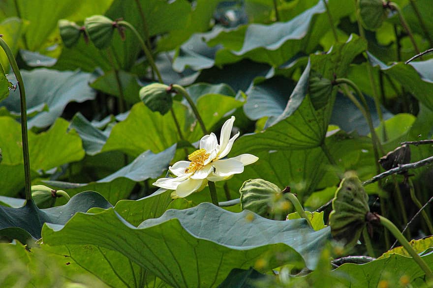 lotosas, gėlė, augalų, žiedlapių, balta gėlė, vandens lelija, sėklos ankštys, lotoso lapai, žydi, vandens augalų, tvenkinys