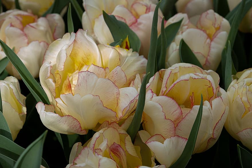 tulipanes, campo de tulipanes, pétalos, flores, primavera, Flores amarillas, hoja, planta, cabeza de flor, flor, pétalo