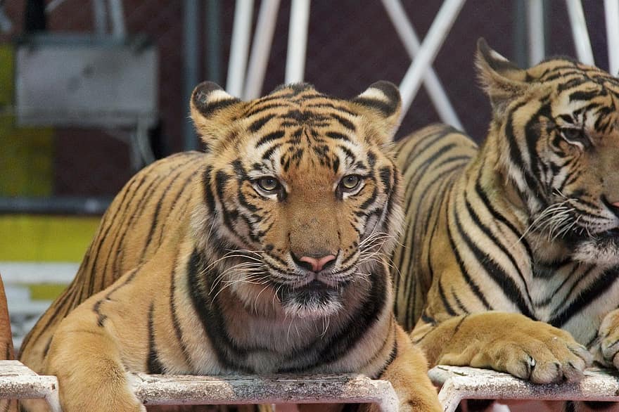 harimau, hewan, alam, harimau Bengali, bergaris, kucing yang tidak diberi obat, licik, binatang di alam liar, kucing besar, spesies langka, besar