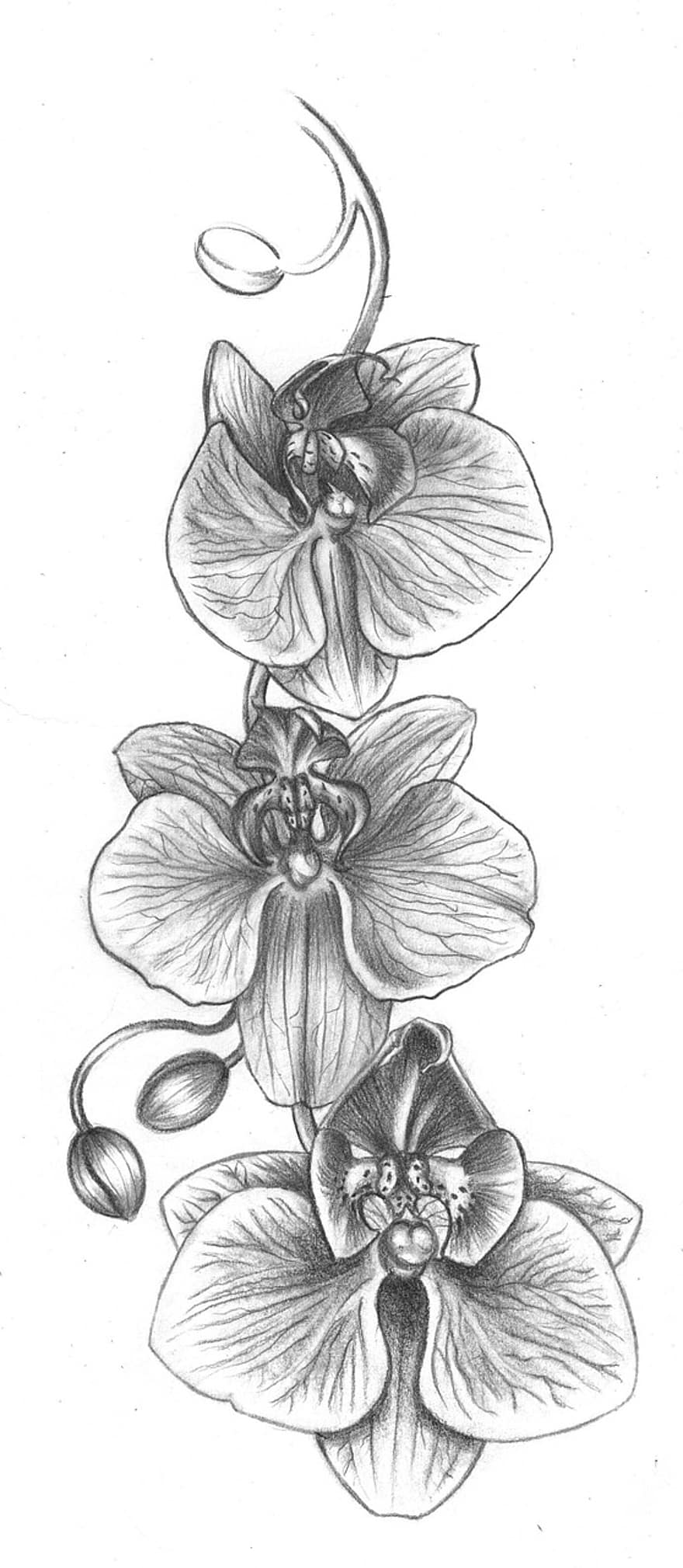 orkide, blomst, tegning, tatoveringside