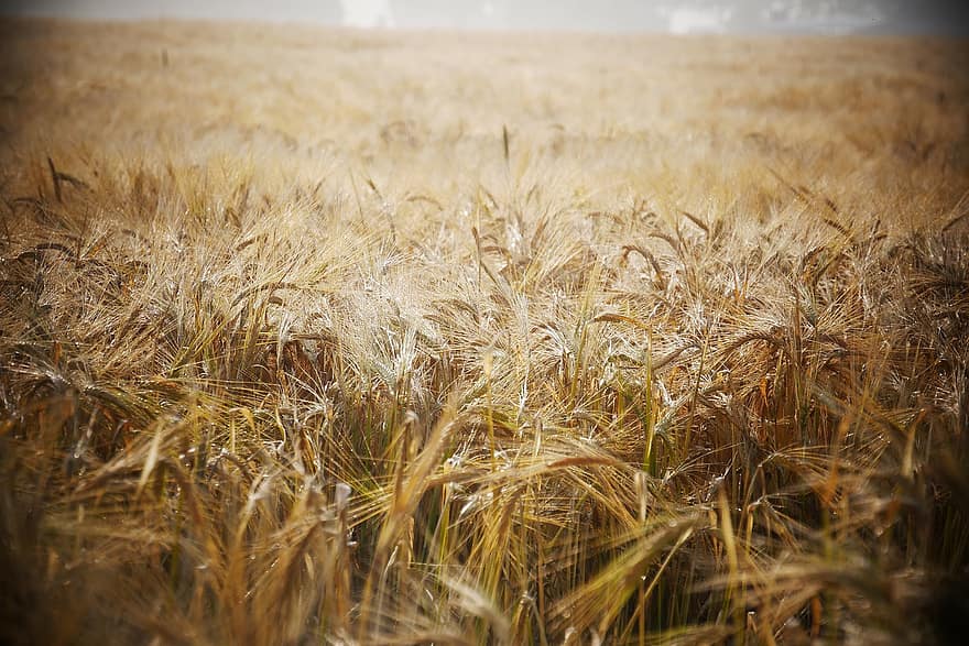 gandum, bidang, ladang gandum, jelai, tanaman, tanaman gandum, tanah subur, pertanian, tanah pertanian, penanaman, alam