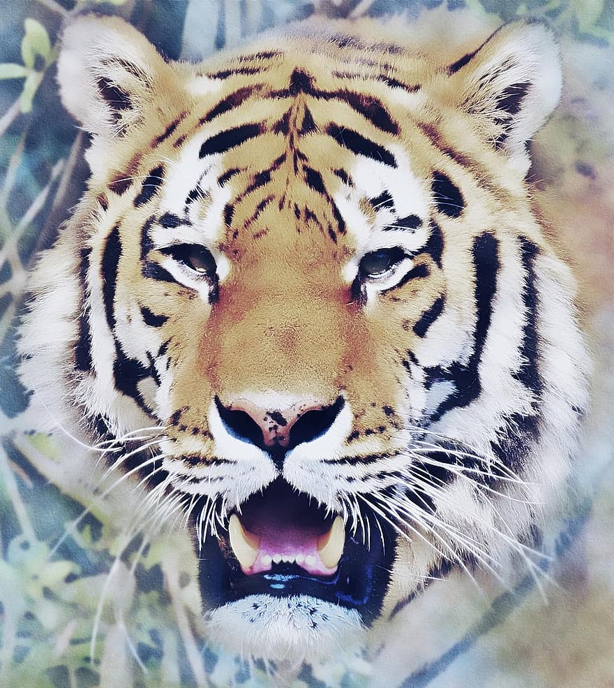 tiger, vild kat, dyr, feline, vildt dyr, pattedyr, dyreliv, kreativitet, dyr i naturen, undomesticated cat, bengal tiger