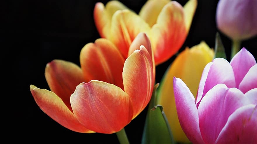 kwiaty, tulipany, kwiat, kwitnąć, płatki, Natura, wzrost, makro, botanika, Holandia, wiosna