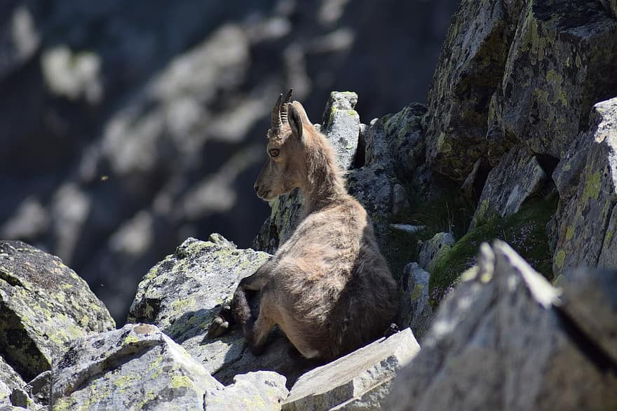 ibex, chiot, la nature, animal, Montagne, animaux, relaxation, les montagnes, en plein air, sauvage