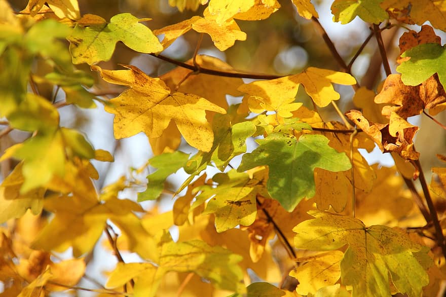 arce, hojas, otoño, ramas, bosque, naturaleza, hoja, amarillo, temporada, árbol, color vibrante