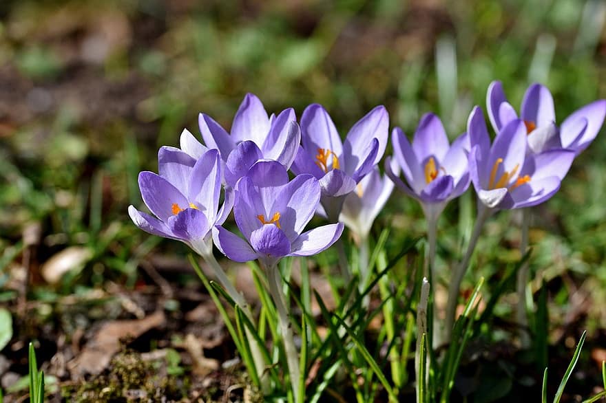 Crocus, Flowers, Purple Flowers, Petals, Purple Petals, Blossom, Bloom, Flora, Nature, flower, plant