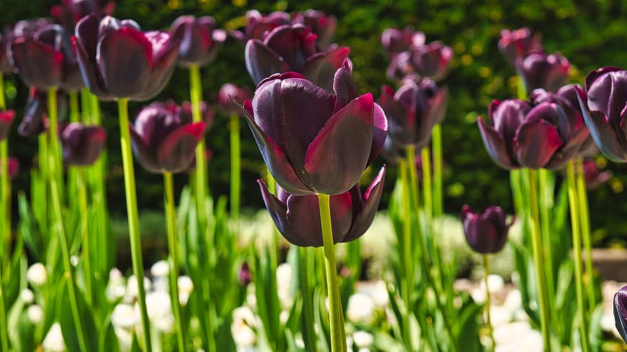 tulipany, kwiaty, ogród, płatki, rośliny, kwiat, flora, pole, Natura, zbliżenie