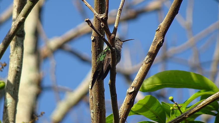 smeraldo cubano, uccello, albero, Cuba, aviaria, natura