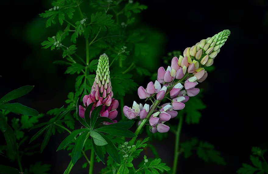 Flowers, Lupins, Nature, Summer, Garden, Colors, Plants, Colorful, Green, Environment, Biodiversity