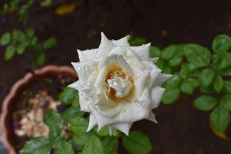 mawar, bunga putih, mawar putih, bunga, berkembang, mekar, flora, alam