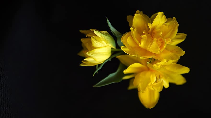tulipanes amarillos, las flores, fondo negro, amarillo, brillante, naturaleza, belleza, emociones, planta, pétalos, flor