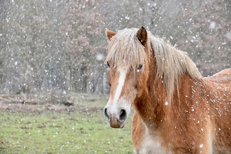 caballo, equino, melena, prado, nieve, animal, cabeza, montar a caballo, mamífero