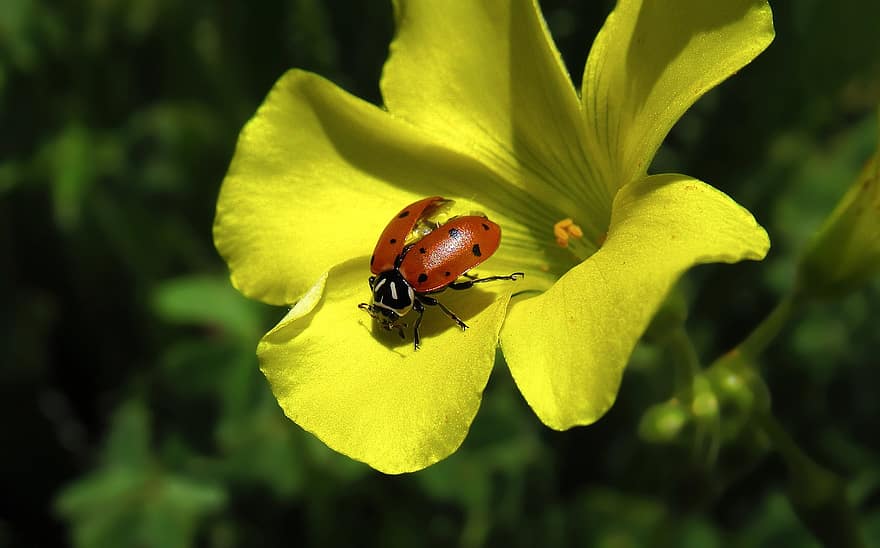 mariehøne, bille, blomst, ladybird beetle, insekt, dyr, gul blomst, plante, have, natur