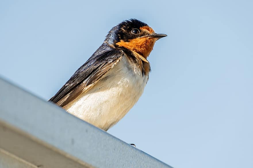 Barn Swallow, Fledgling Swallow, Baby Swallow, Swallow, Feeding, Nature, Bird, Avian, Hungry, Birding, Feed