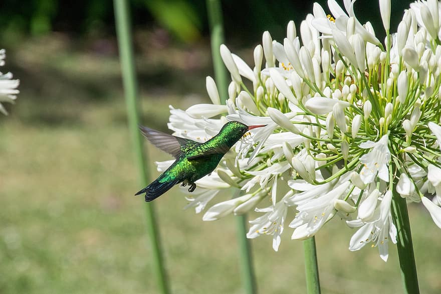 Hummingbird, Bird, Animal, Green Bird, Flowers, Agapanthus, White Flowers, Wings, Plumage, Wildlife, close-up
