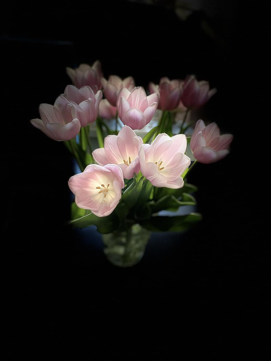tulipaner, blomster, bukett, rosa blomster, petals, rosa petals, blomst, blomstre, flora, planter, vårblomster