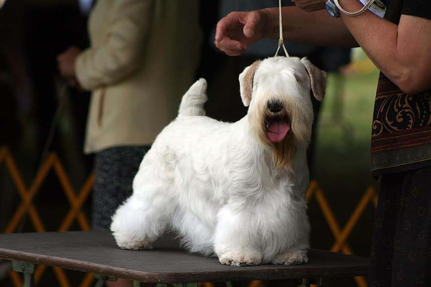 Dog Show, Sealyham Terrier, Competition, Dog, Pedigree, Purebred, Canine