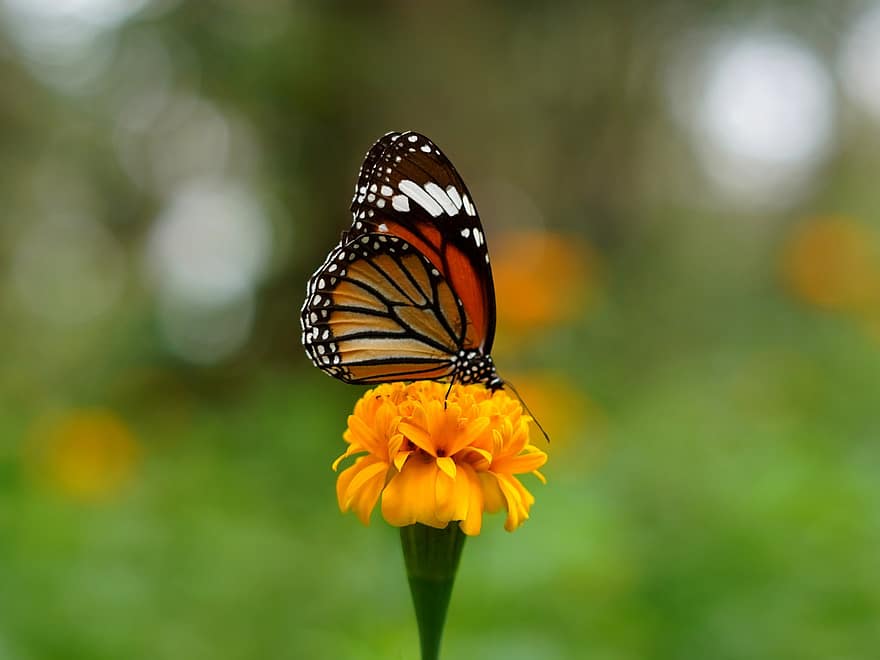 метелик, квітка, запилюють, запилення, комаха, крилате комаха, крила метелика, цвітіння, флора, фауна, природи