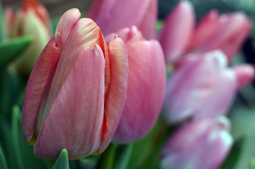 tulipaner, blomster, planter, lyserøde tulipaner, kronblade, flor, flora, forår, natur, blomst, plante