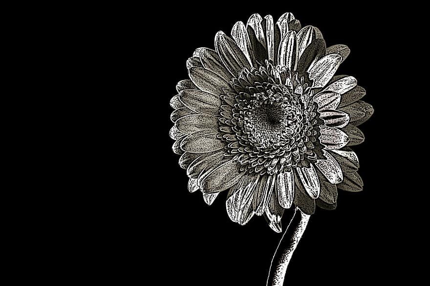 gerbera, blomst, natur, nærbilde, svart og hvit, studio