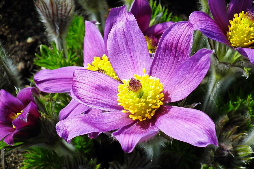 Pasqueflowers, fiori, giardino, fiori viola, petali, petali viola, fioritura, fiorire, flora, piante, Sasanki