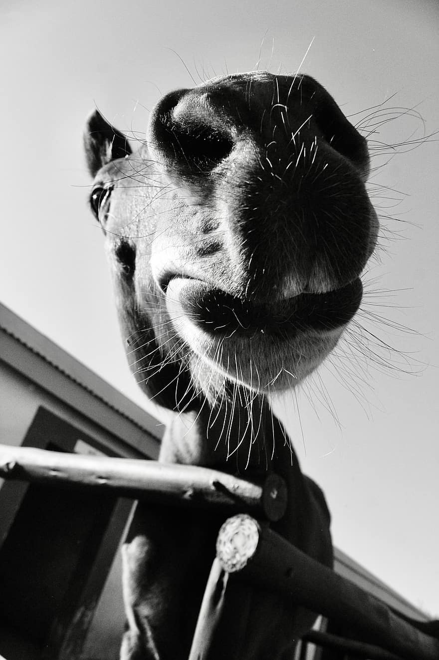 Horse, Close-up, Portrait