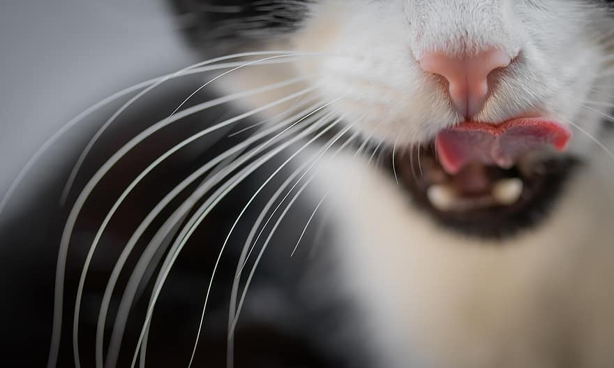 kot, nos, język, wąsy, ścieśniać, zwierzę domowe, Kot domowy, czarny, biały, abstrakcyjny, bart