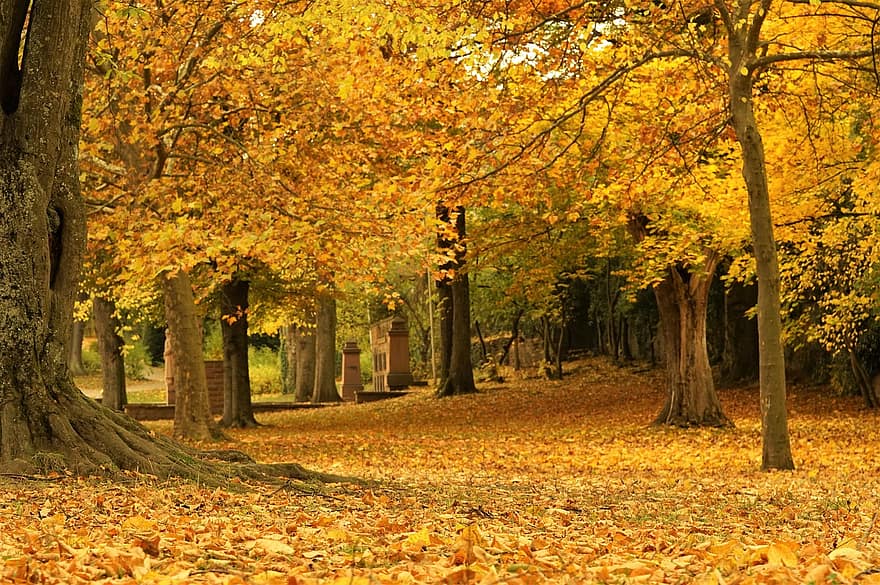 pobūdį, medžiai, rudenį, ruduo, lapai, geltoni lapai, lapija, parkas, kraštovaizdį, miškai