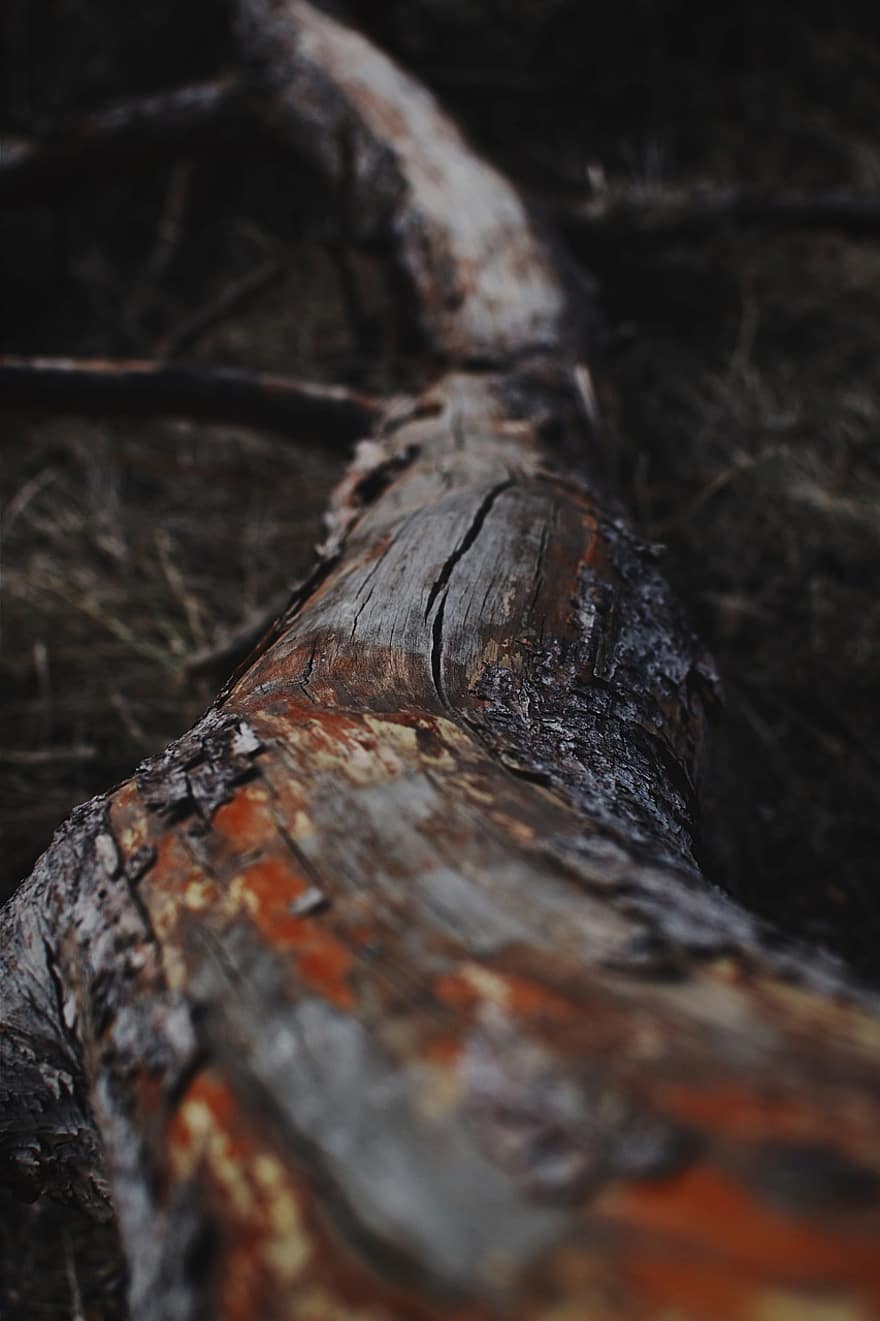 पेड़, लॉग, Driftwood, वन, प्रकृति