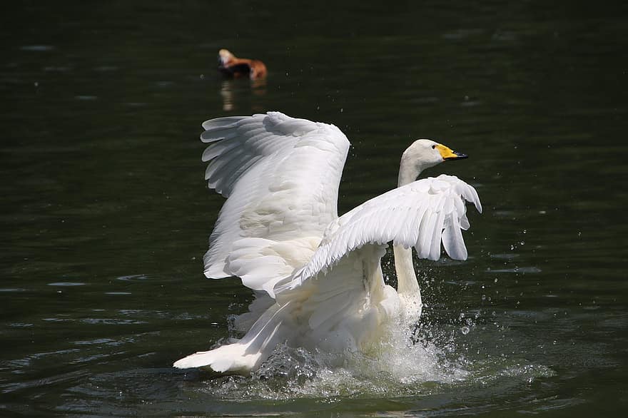 Swan, Bird, Pond, White Swan, Water Bird, Aquatic Bird, Waterfowl, Animal, Beak, Wings, Feathers