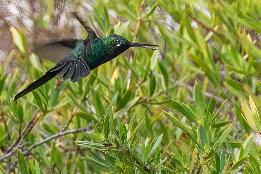 Cuba, Green-tailed Emerald, Hummingbird, Bird, Avian, Ornithology, Birdwatching, Animal
