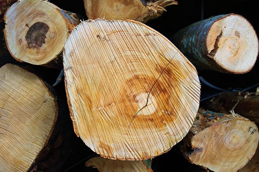 boschi, alberi, logs, mucchio, legna da ardere, catasta di legna, legnami, deforestazione, taglio, pila, tronchi
