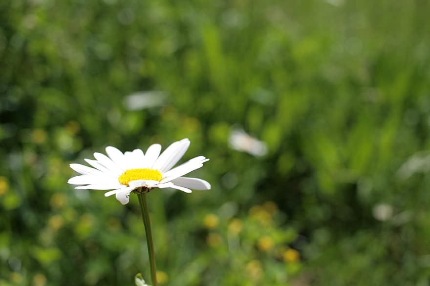 μαργαρίτα, λουλούδι, φυτό, λευκό λουλούδι, κήπος, άνθος, ανθίζω, φύση, καλοκαίρι, γκρο πλαν, πράσινο χρώμα