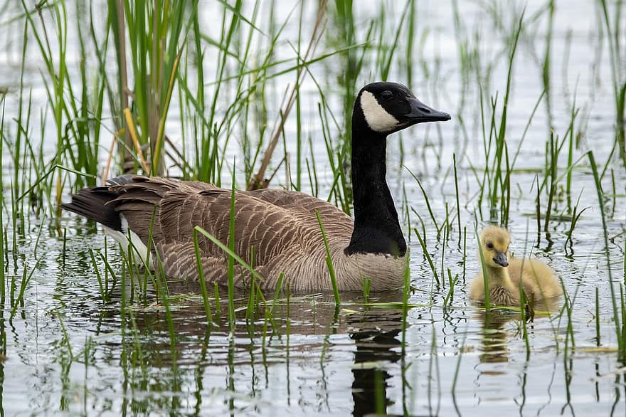 Geese, Marsh, Wetland, Fauna, Birds, Gosling, Nature, Ornithology, beak, goose, pond