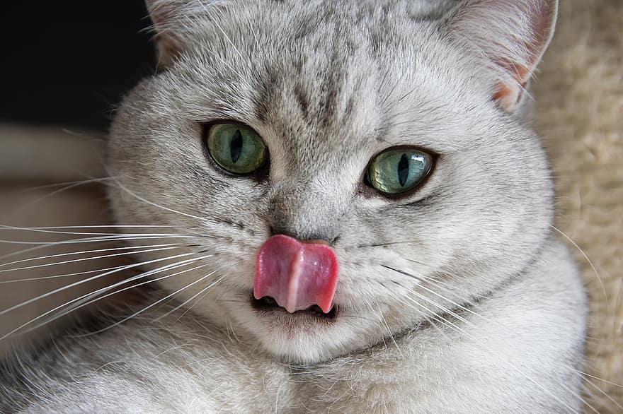 Cat, Tongue, Whiskers, Domestic, Pet, Animal