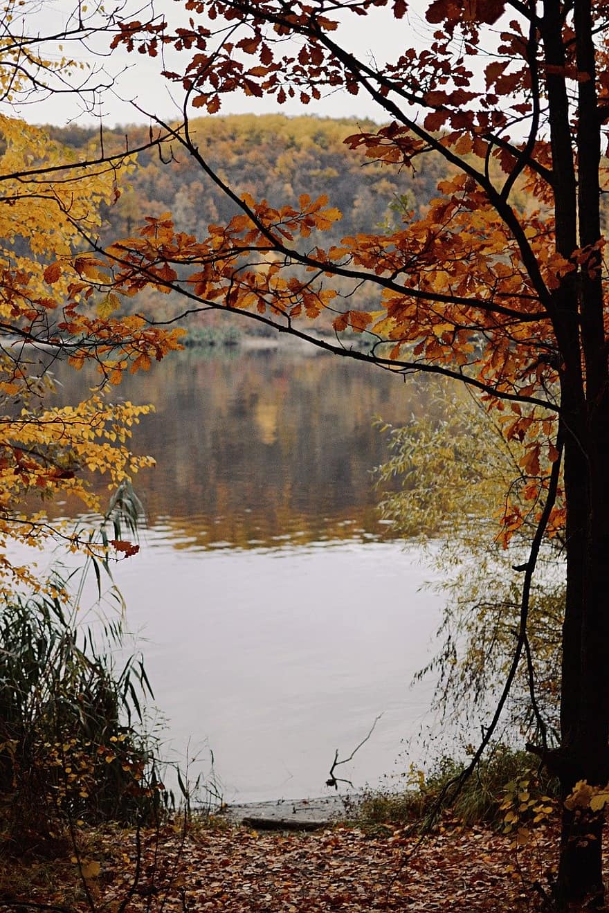 řeka, les, podzim