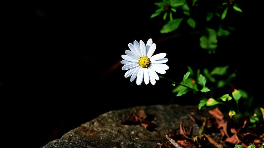 Daisy, Flower, Pink Flower, Petals, White Petals, Bloom, Blossom, Flora, Plant, close-up, summer