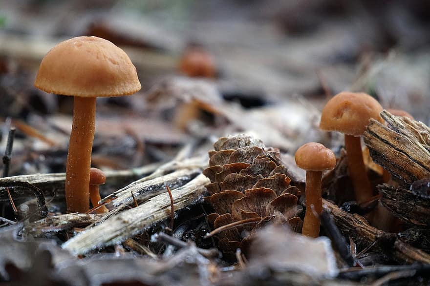Mushrooms, Frost, Forest, Pine Cone, Fungi, Toadstools, Sponge, Winter, Natural, Forest Floor, Nature