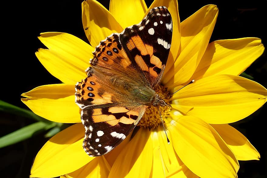 kupu-kupu, serangga, bunga, kuning, bunga aster, margasatwa, taman