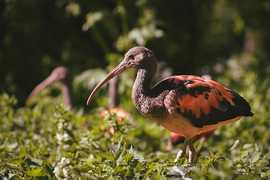 ibis, Vogel, Tier, scharlachrot ibis, Watender Vogel, Tierwelt, Schnabel, Gefieder, Zoo