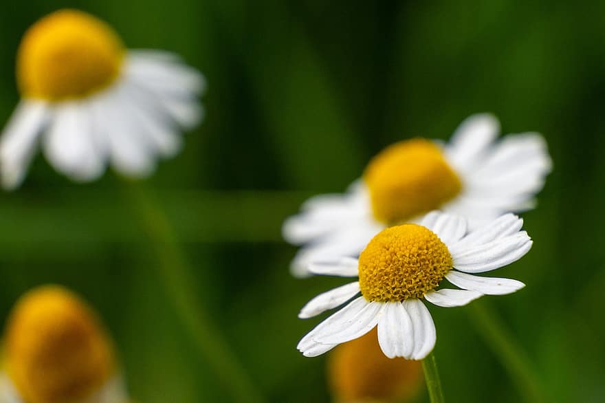 Flower, Chamomile, White, Sheet, Yellow, Background, Close Up, Group, Flora, Meadow