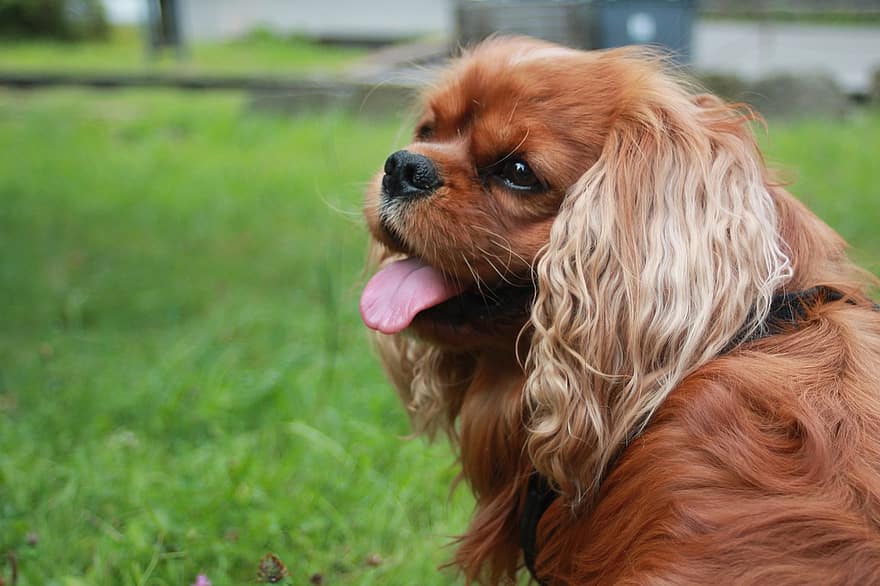 Dog, Cavalier, Pet, Animal, pets, cute, puppy, canine, purebred dog, small, grass