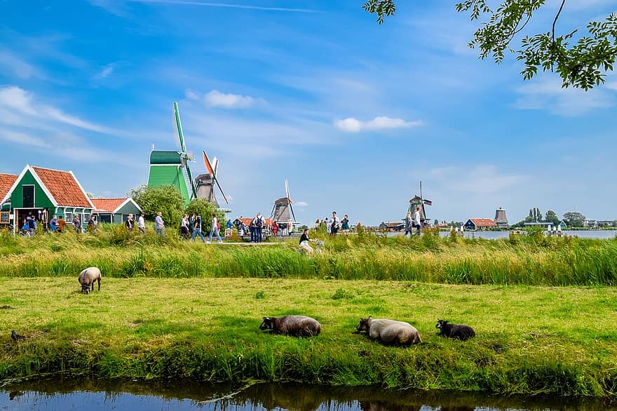 Nederland, windmolens, platteland, schapen, dieren, vee, weide, dorp, landelijk, toerisme